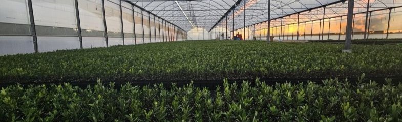 Olivos y plantones en venta |Viveros Santa Maria Luisa