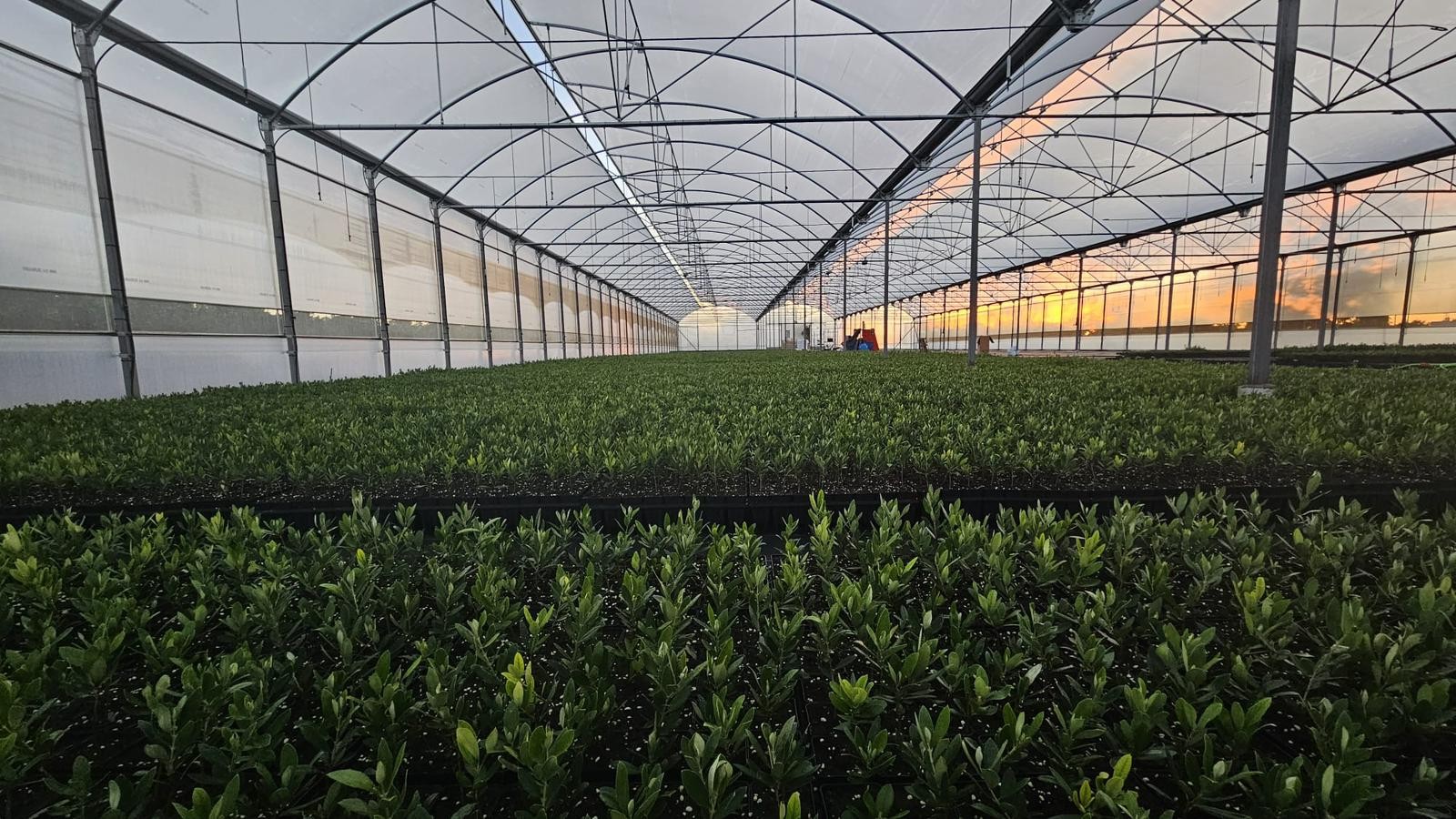 Venta de olivos: guía completa para comprar con garantía y calidad