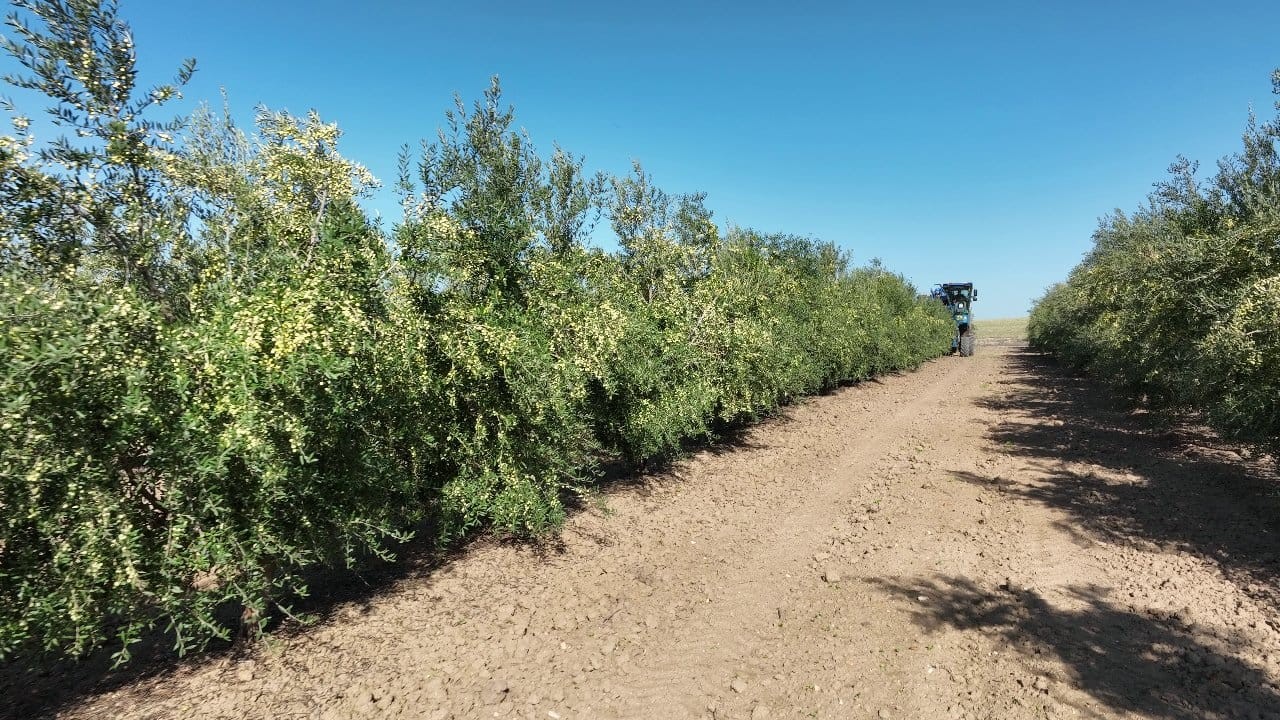 Tipos de olivos: variedades más vendidas y sus características