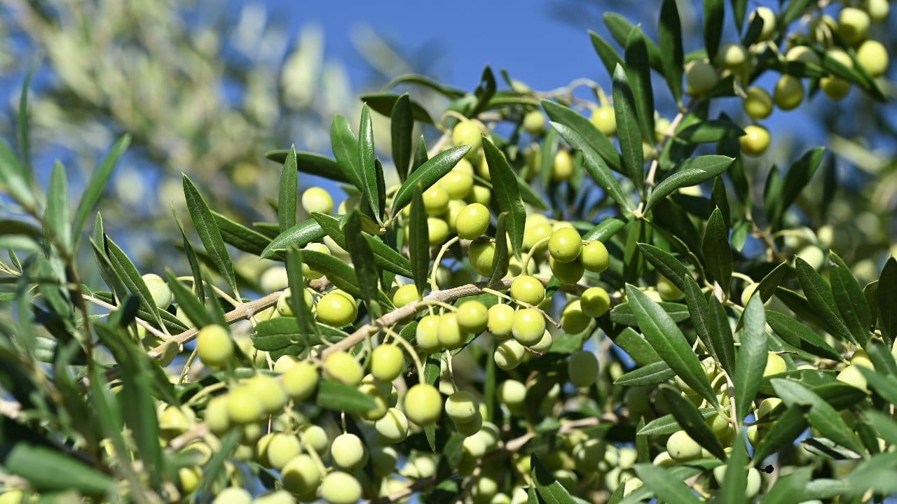 Cuidados del olivo durante el año: riego, poda y abono