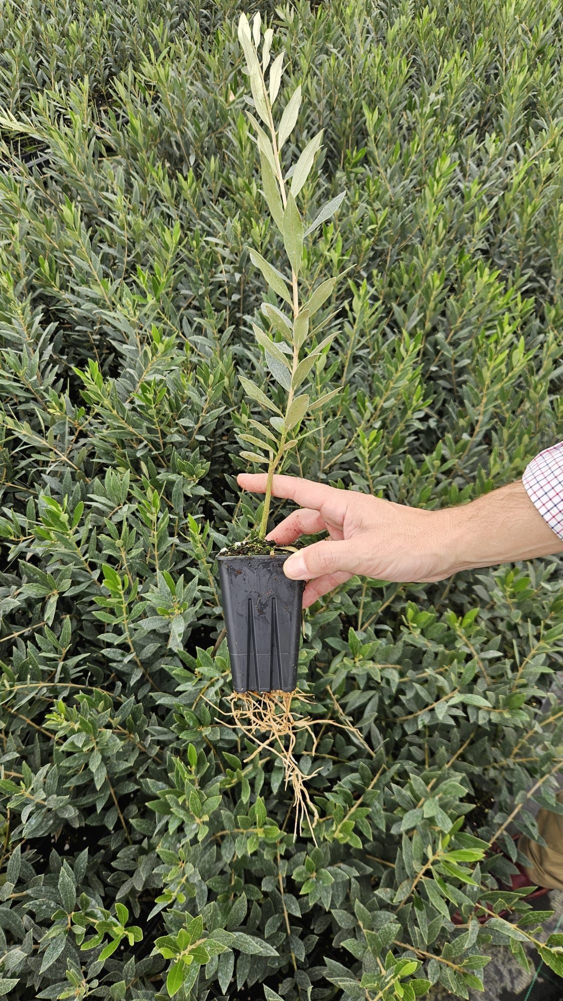 Olivos de producción: la base de una plantación agrícola rentable