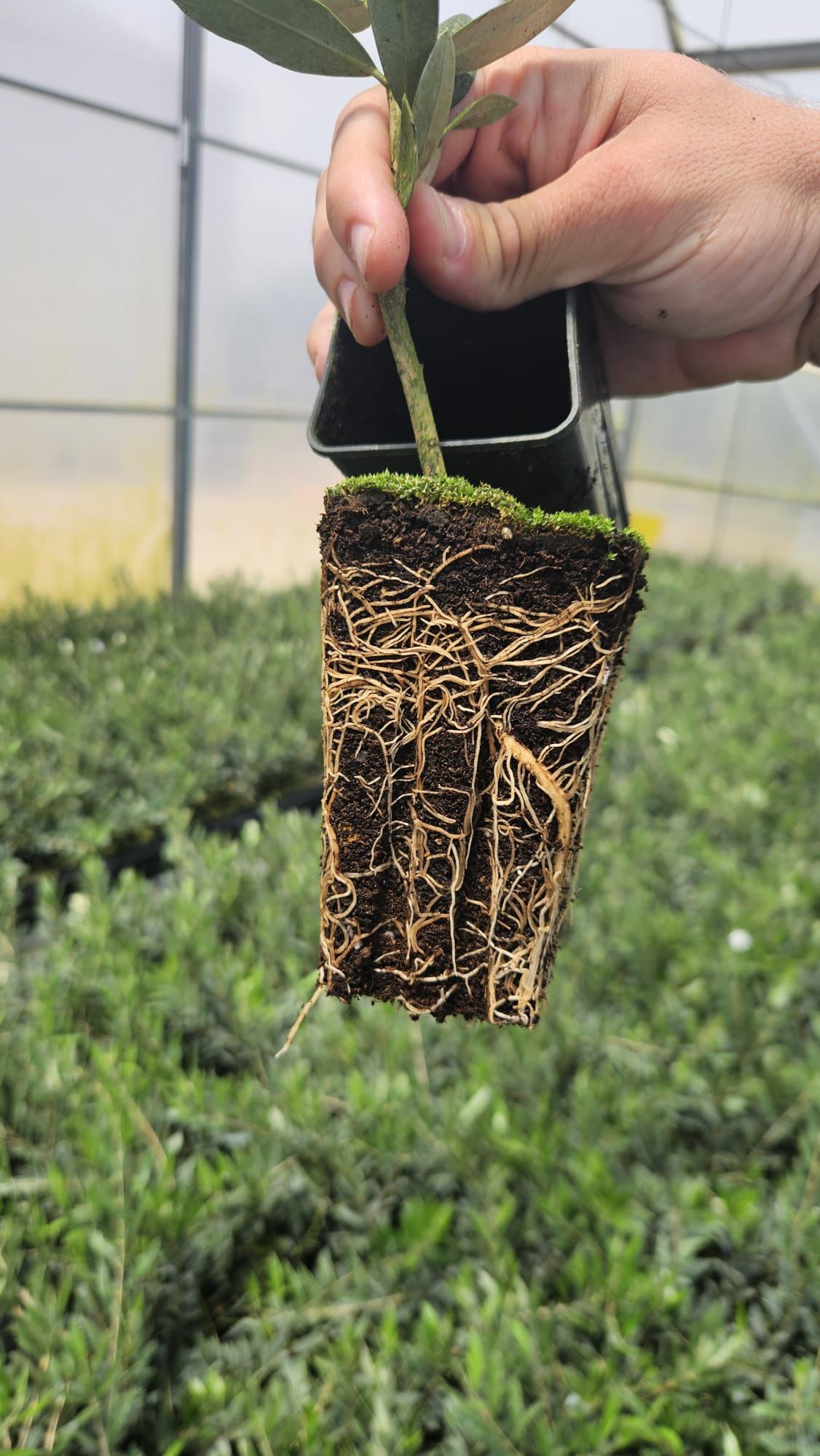 Cómo plantar un olivo paso a paso y asegurar su crecimiento